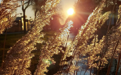 Waarom je wel die foto van de lavendel moet plaatsen